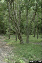 Trunk form of Chinese tallow tree