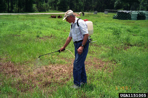 Treating a cogongrass infestation