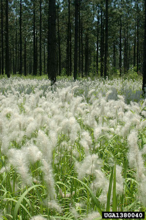 Cogongrass