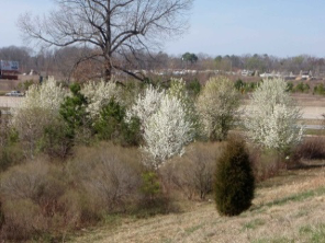 wild-type callery pear