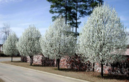 wild-type callery pear