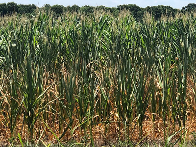 Edge of a corn field in Arkansas showing signs of drought stress with dry yellow leaves at the bottoms of the plants.