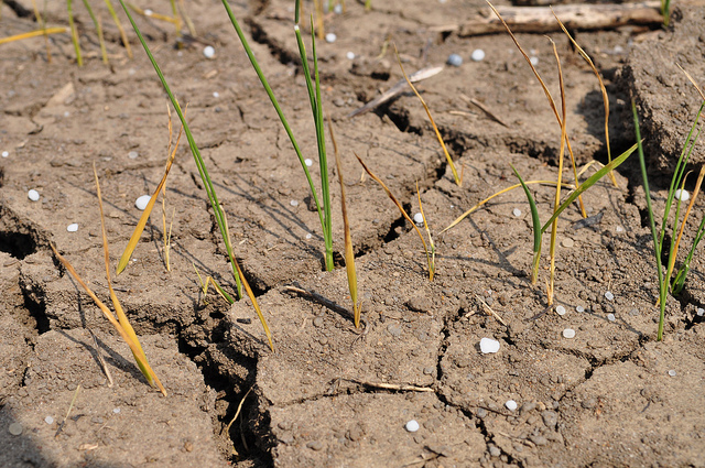 Dry, baked rice field 2012 in NE Arkansas. 