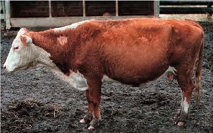 Beef cow with moderately thin body conditions caused by drought effects in Arkansas