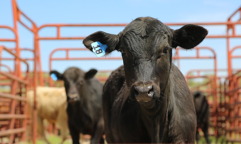 Black calf recently tagged with a blue tag in its right ear. Calf is standing in a gated corral with other calves in the background.