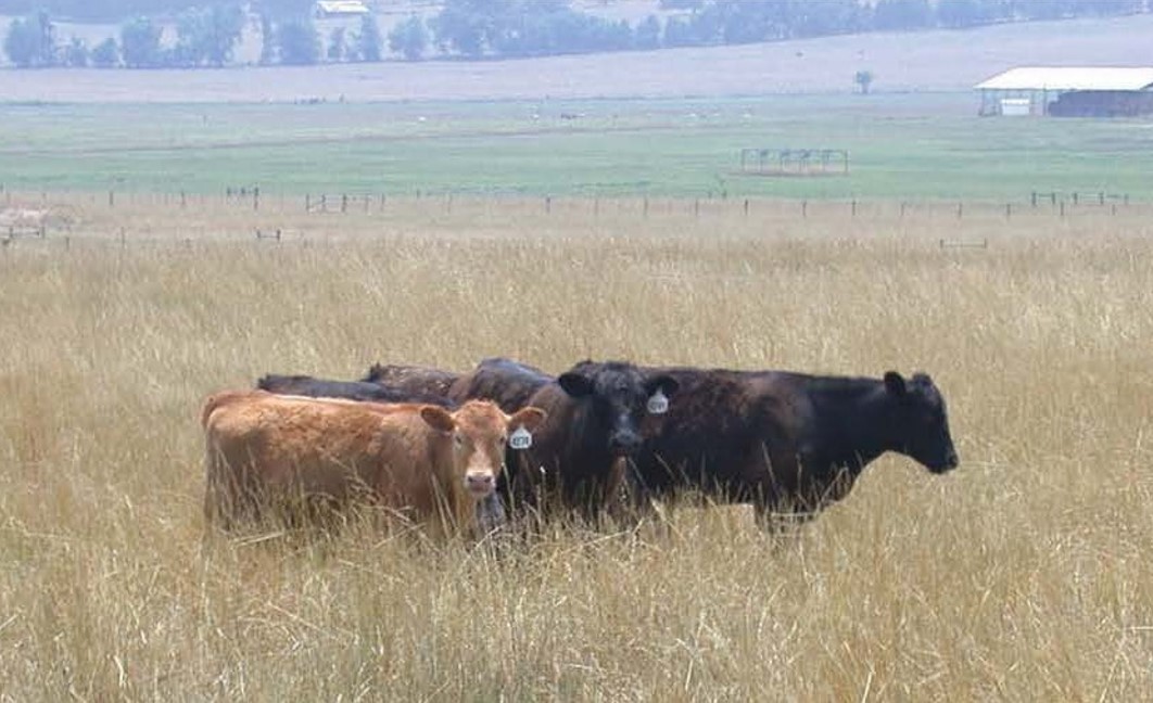 A group of four cows grazing in a field with dried forage in Arkansas.