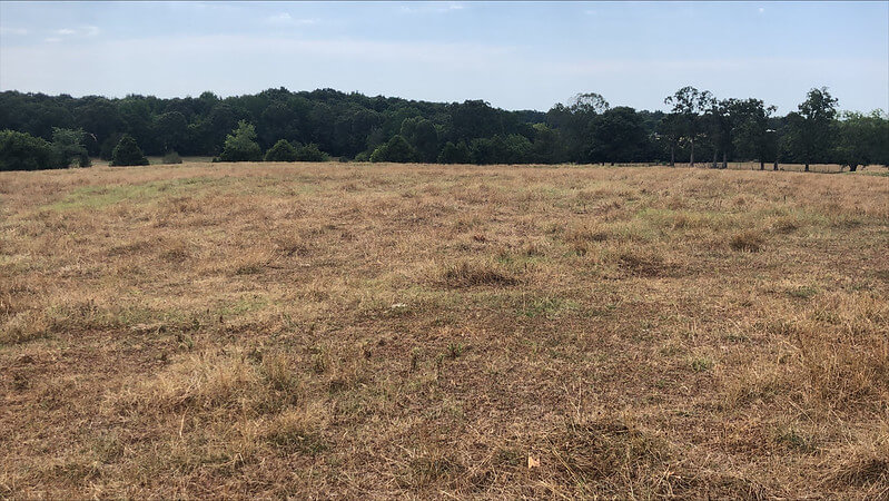 Dried pasture, yellowed and browned from drought stress in Arkansas 2022
