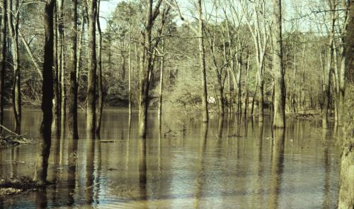 Flooded forest