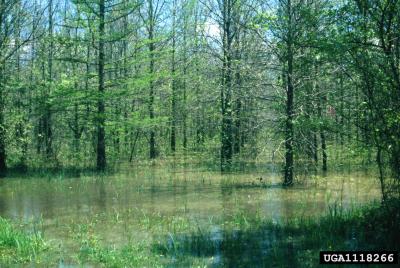 Flood and green trees