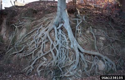 Roots exposed by flood erosion
