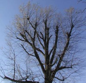 Topped Tree after 5 years | Disaster Recovery | Environment & Nature | Arkansas Extension