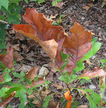 Picture of plant with leaf turning brown due to drought among green plants.