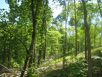 Looking at the side of a hill with standing trees, fallen trees, and plants on the side of a hill with sun and shade.