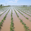 Flooded field in Arkansas