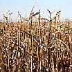 Corn Drought | courtesy of CDC.gov