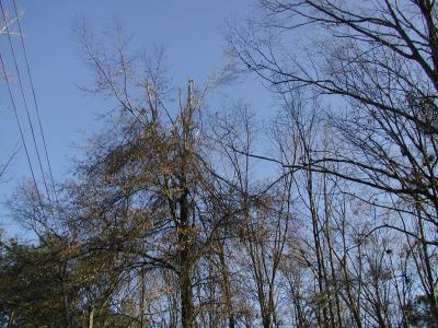 Oak tree with a broken top from ice damage | Disaster Recovery | Environment & Nature | Arkansas Extension