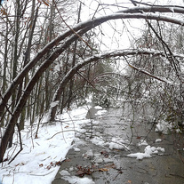 Winter tree damage in Arkansas after Christmas 2012 blizzard | courtesy of Mary Hightower