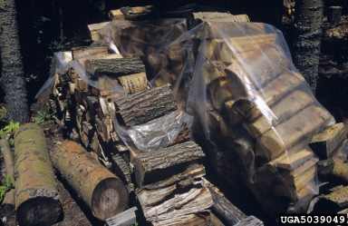 stack of firewood covered in a plastic tarp