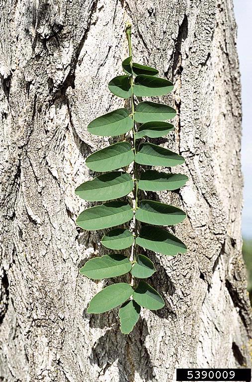 picture of black locust tree bark and leaf