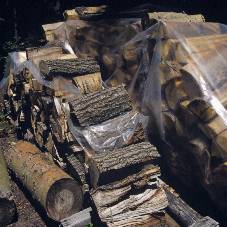 Arkansas Firewood Resources 