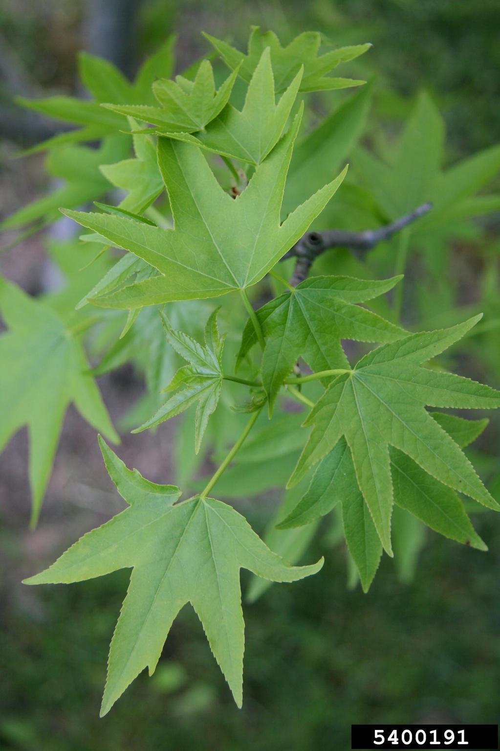 picture of sweetgum leaves