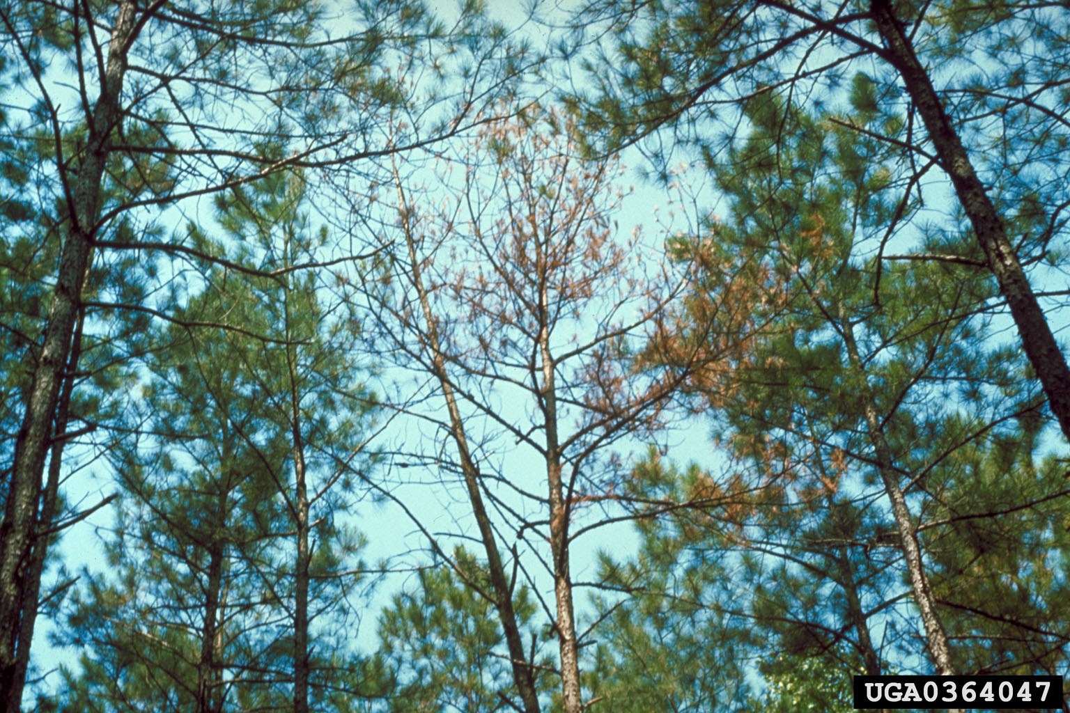 Pine killed by annosum root rot
