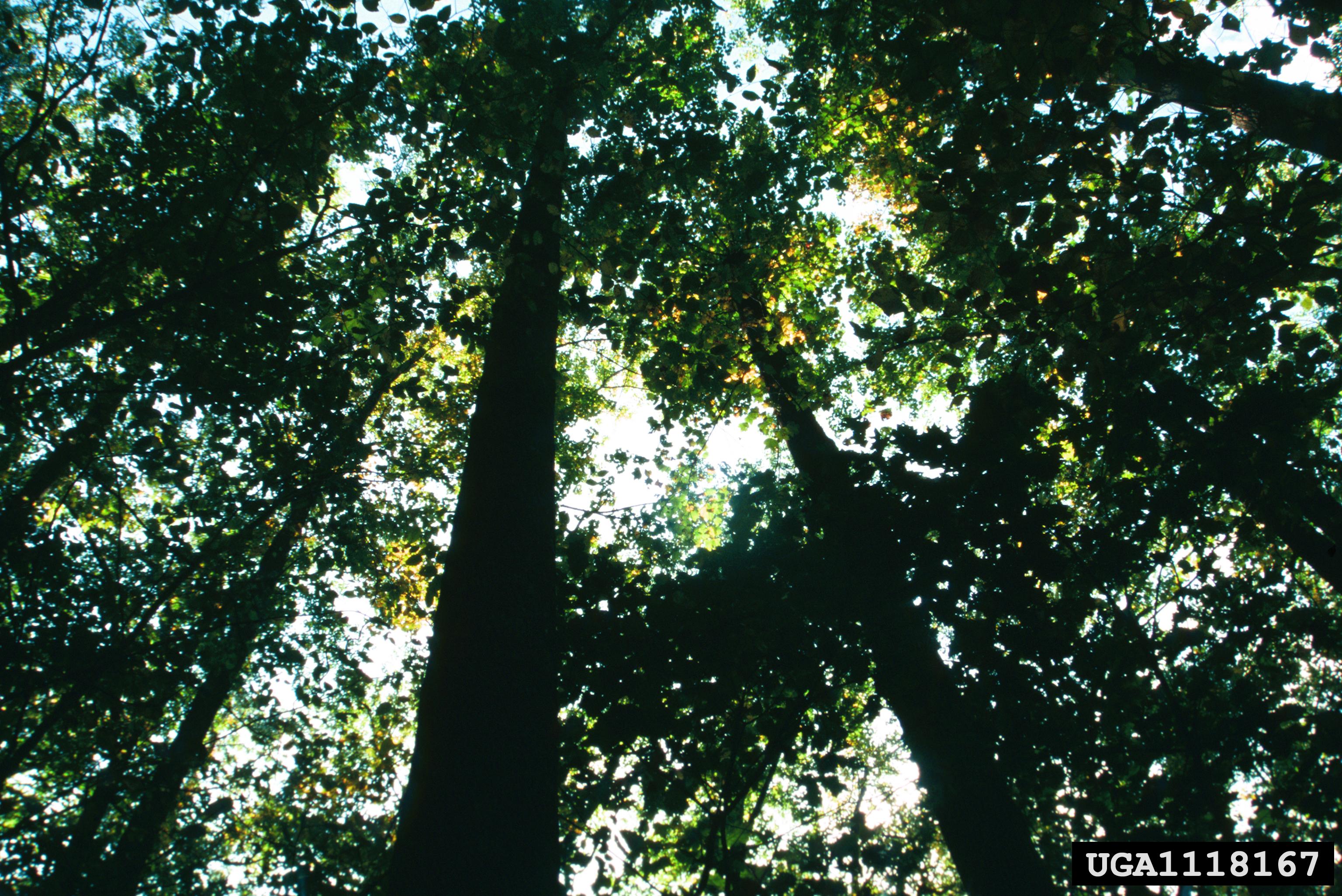 Forest Canopy viewed from the ground looking up into treetops