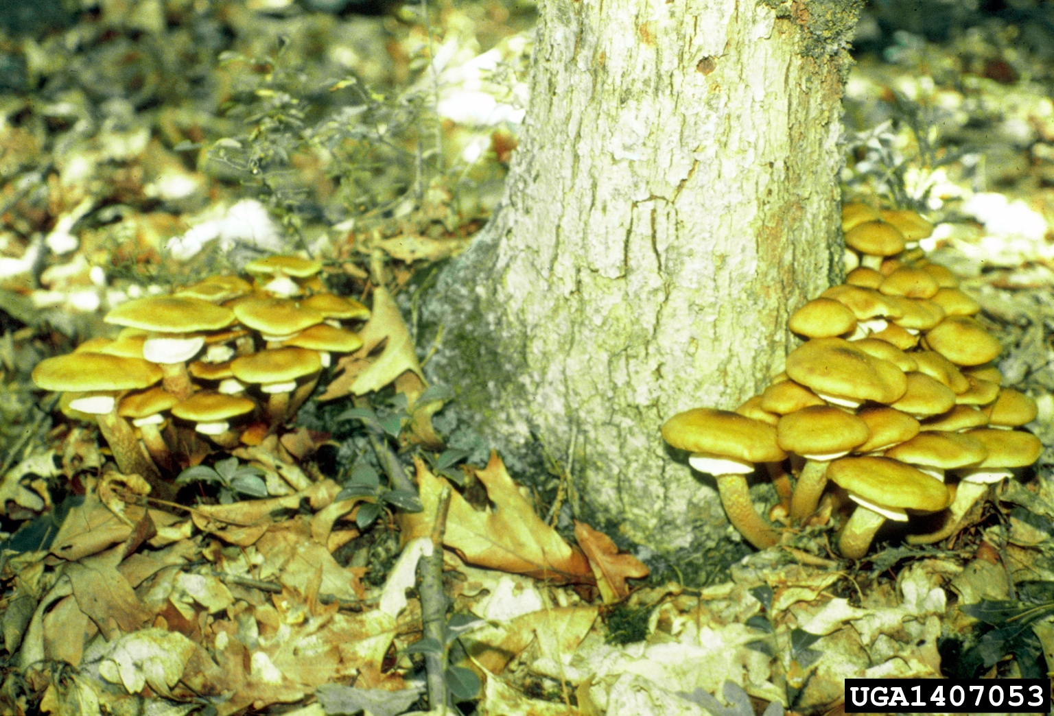 Mushrooms of armillaria root rot