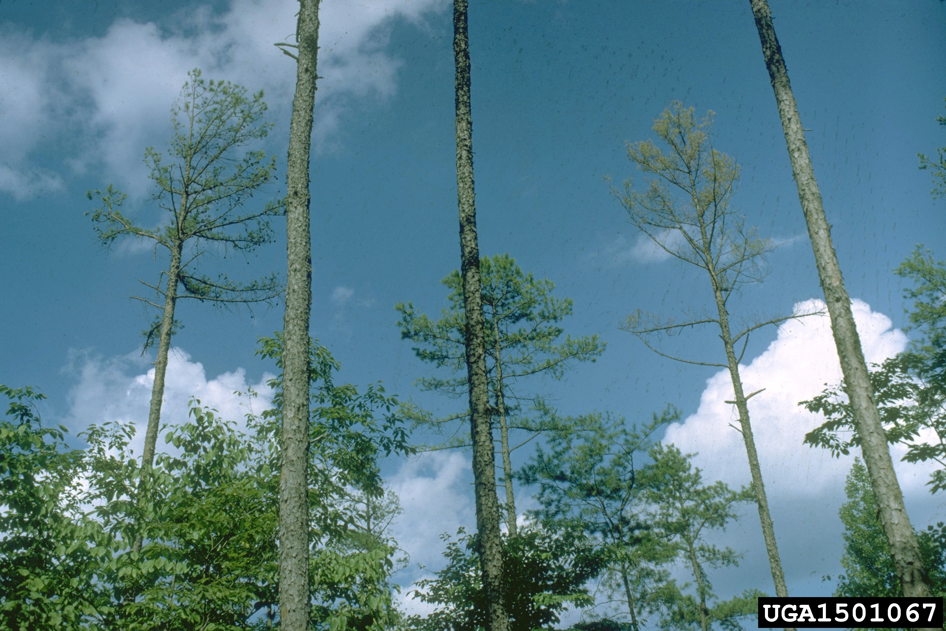 Littleleaf Disease of shortleaf pine