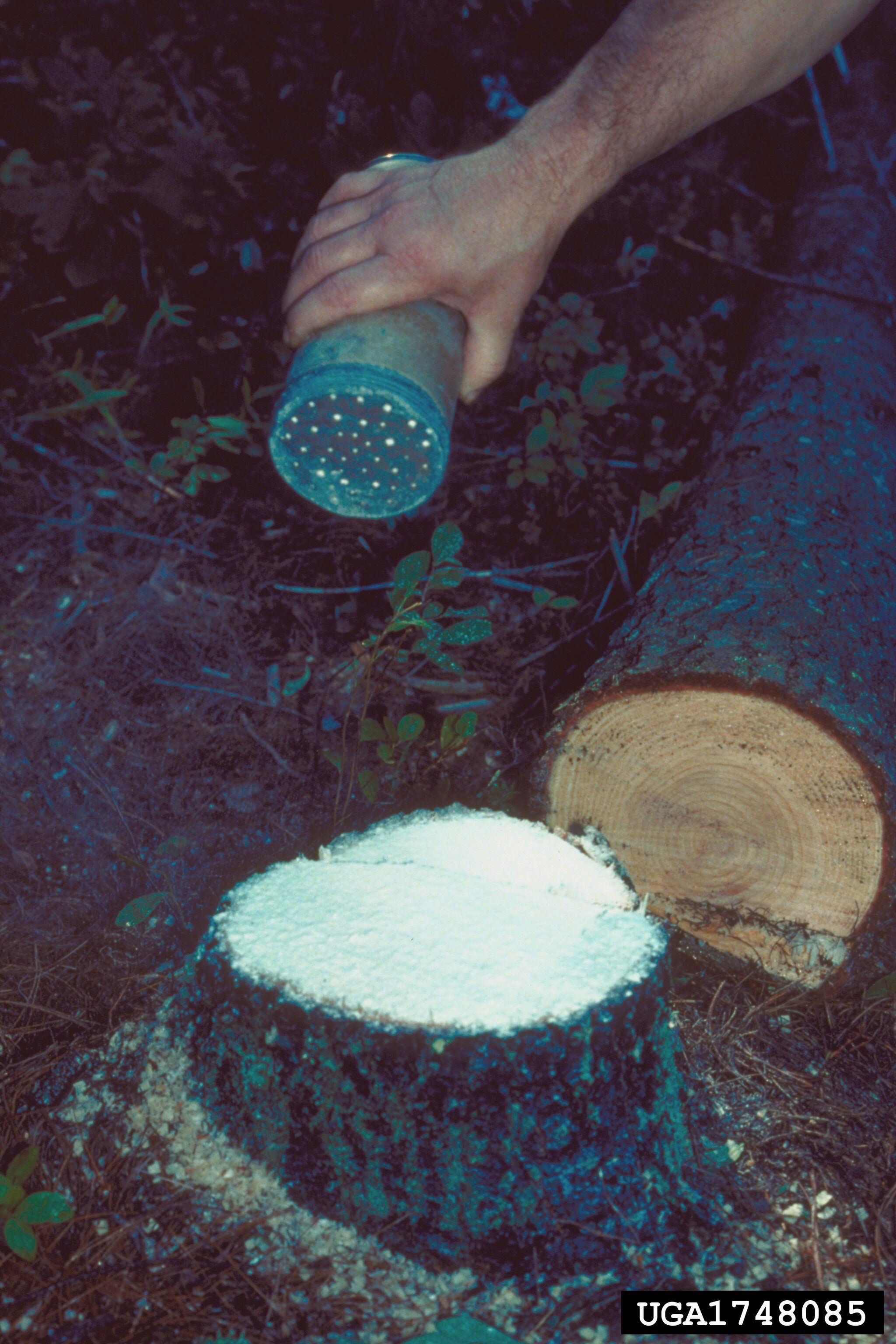 Borax application to pine stump