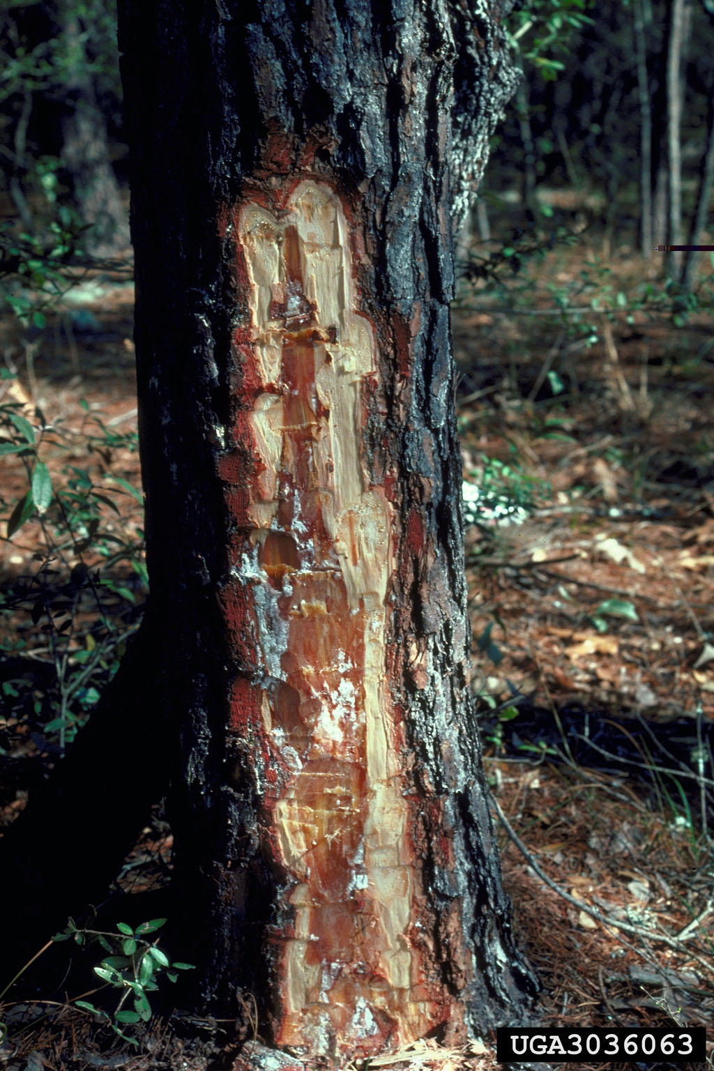 Logging damage