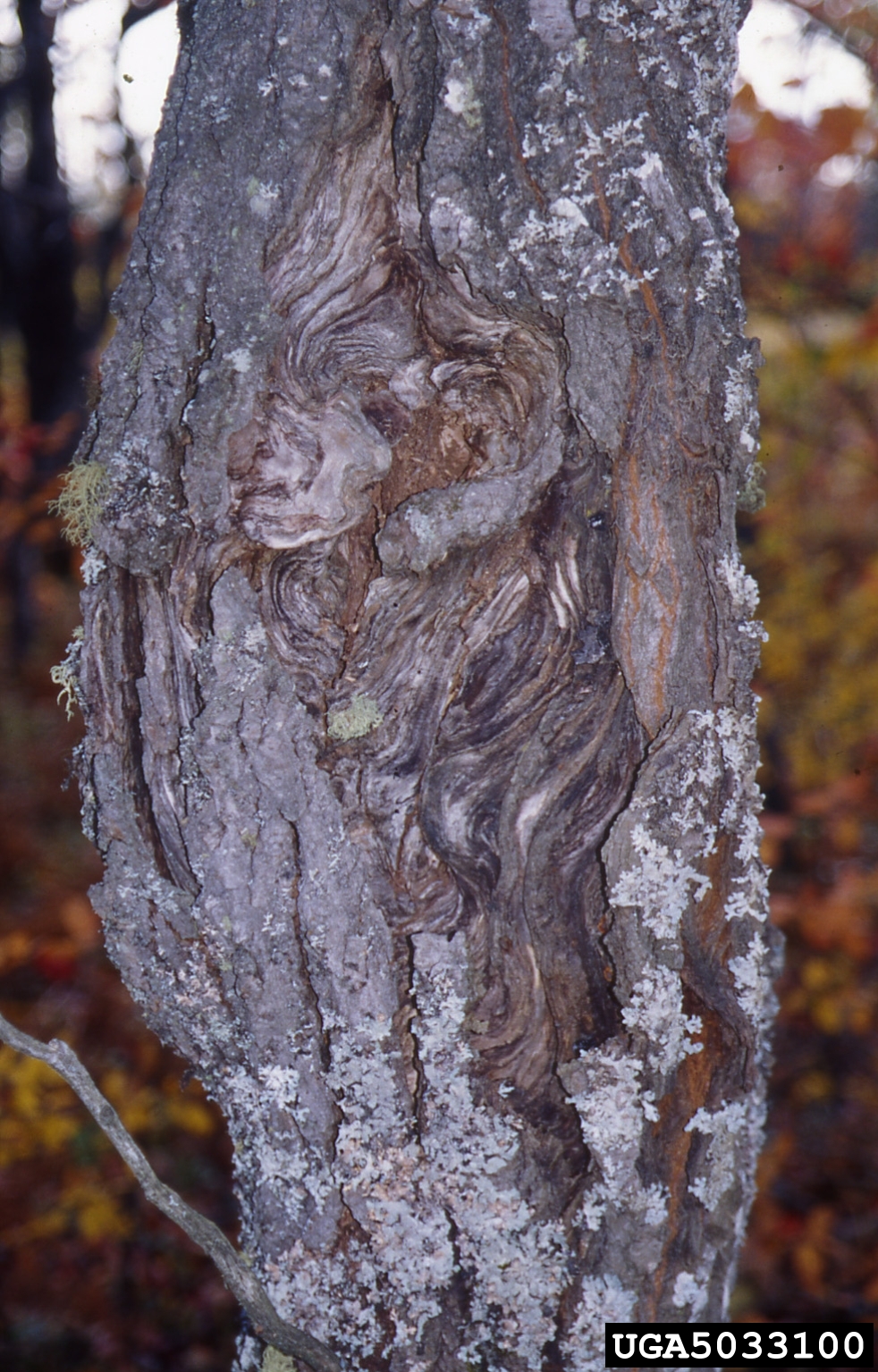 Eutypella canker of a maple