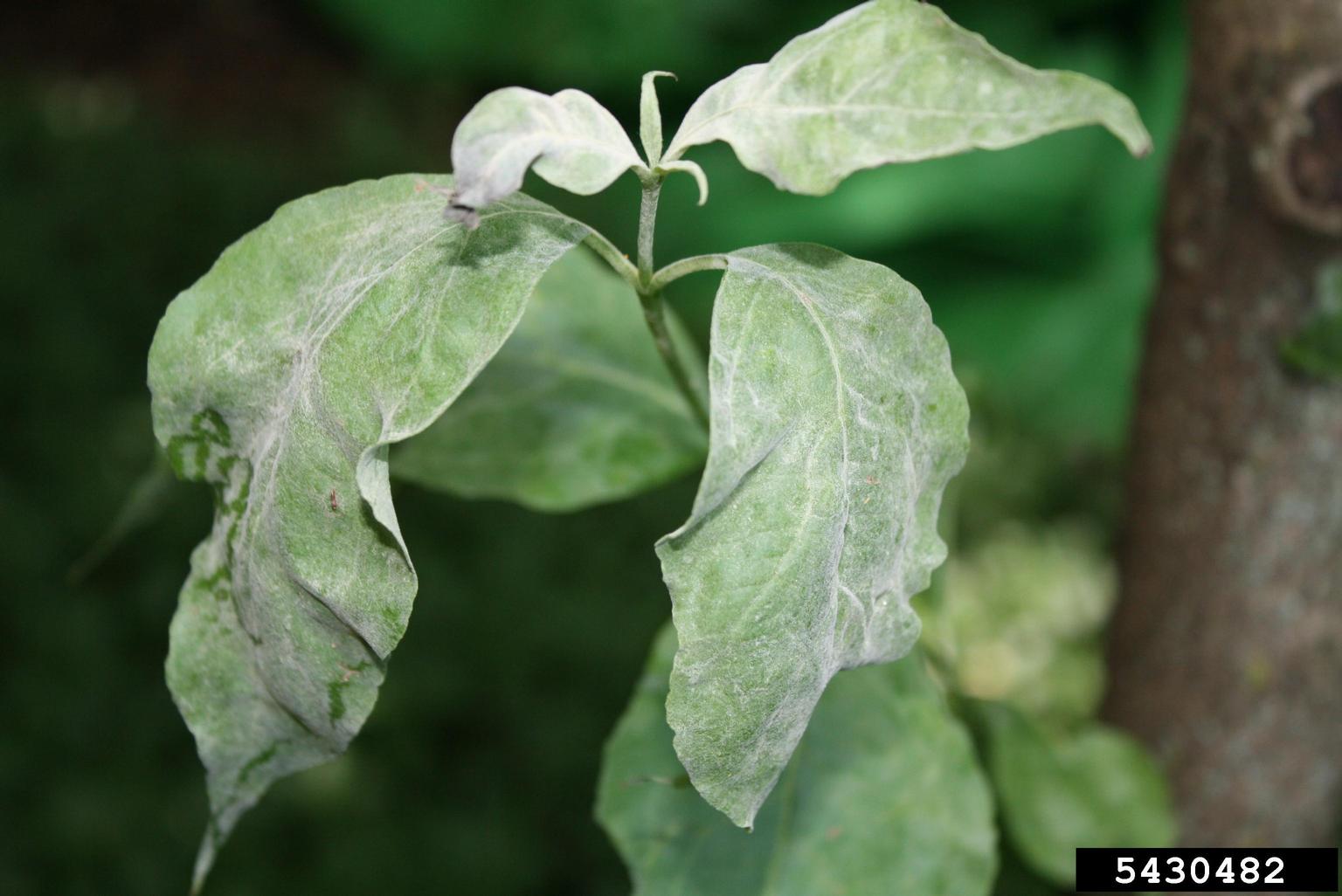 Powdery mildew on dogwood leaves