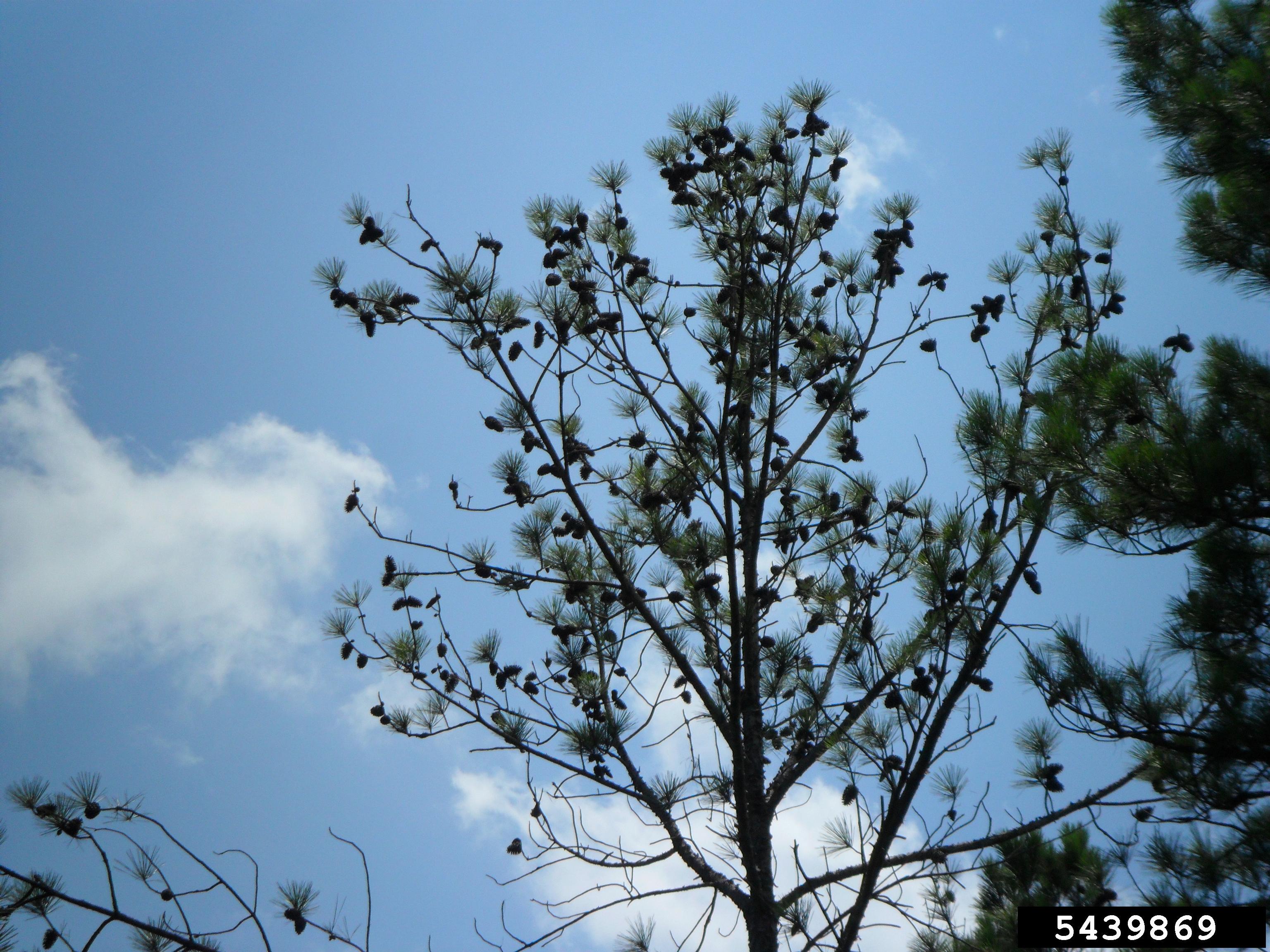 Loblolly Pine Decline