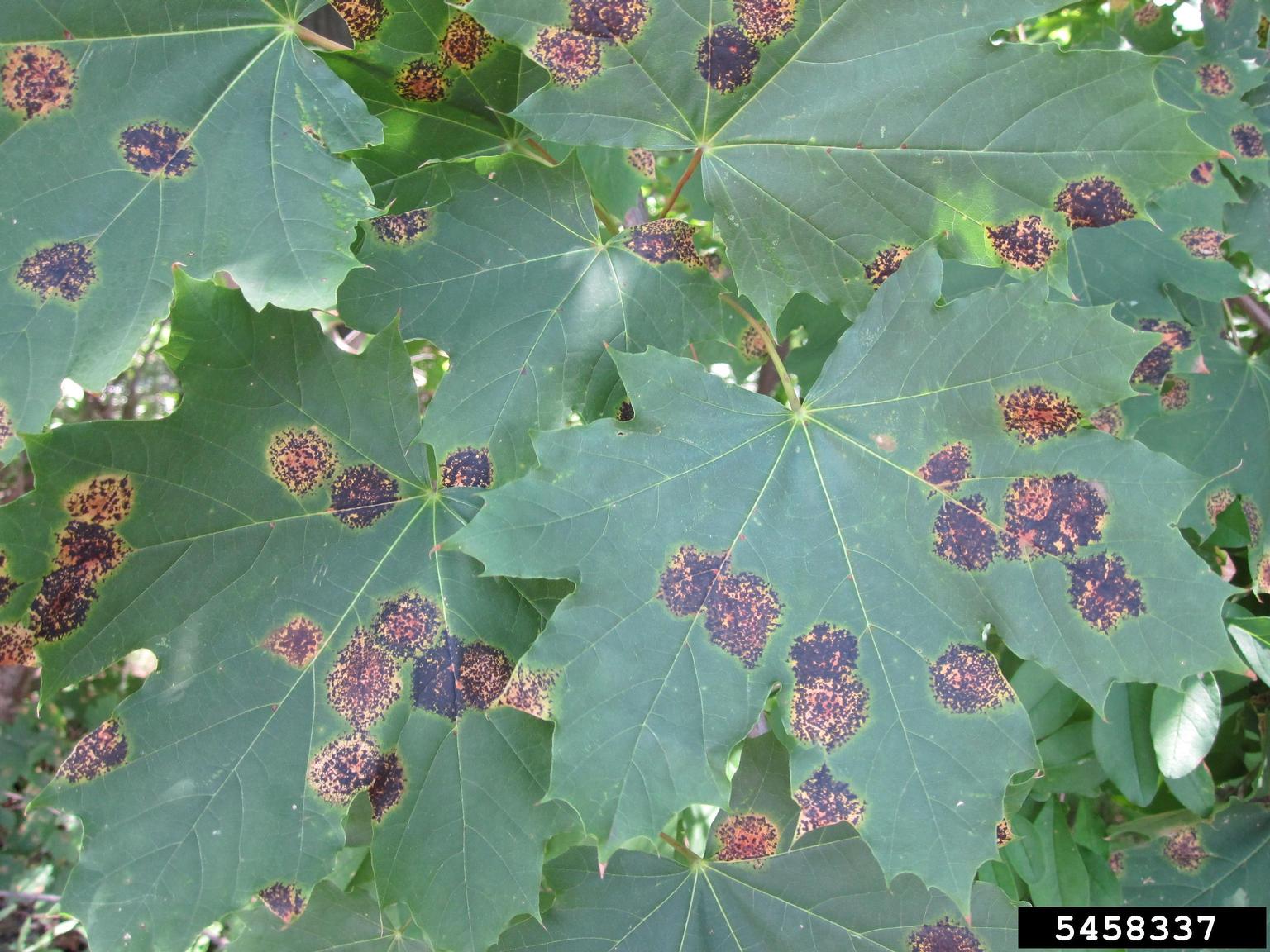 Tar spot on maple leaves