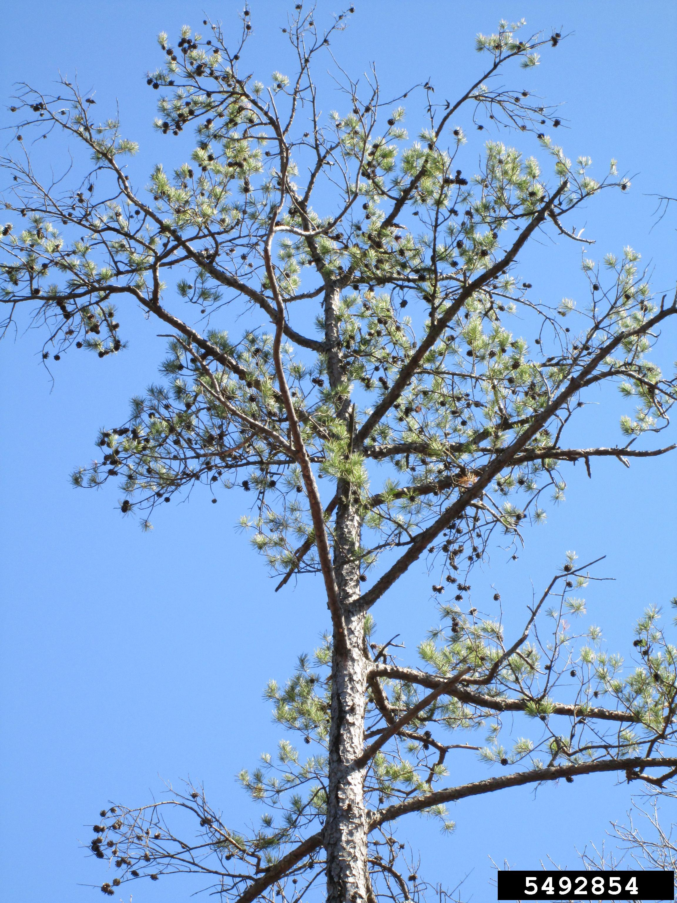 Littleleaf disease of shortleaf pine