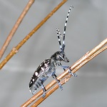 Asian longhorned beetle