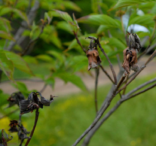 Dogwood anthracnose