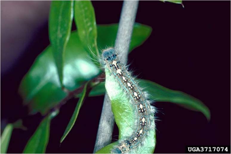 Tent Caterpillar