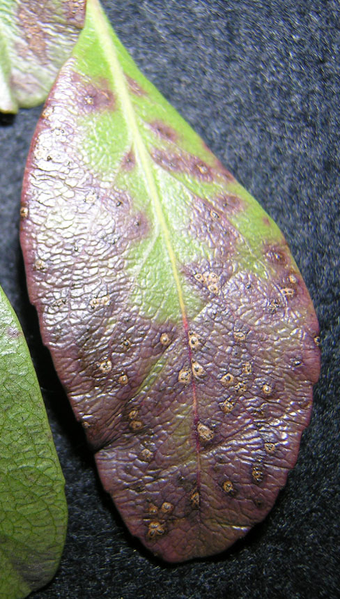 Leaf spot on hawthorn