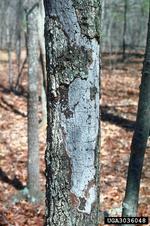 Hypoxylon canker on an oak