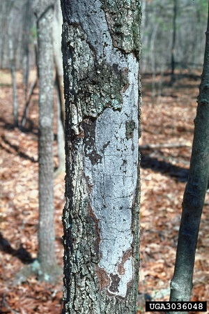 Hypoxylon canker Hypoxylon canker on an oak
