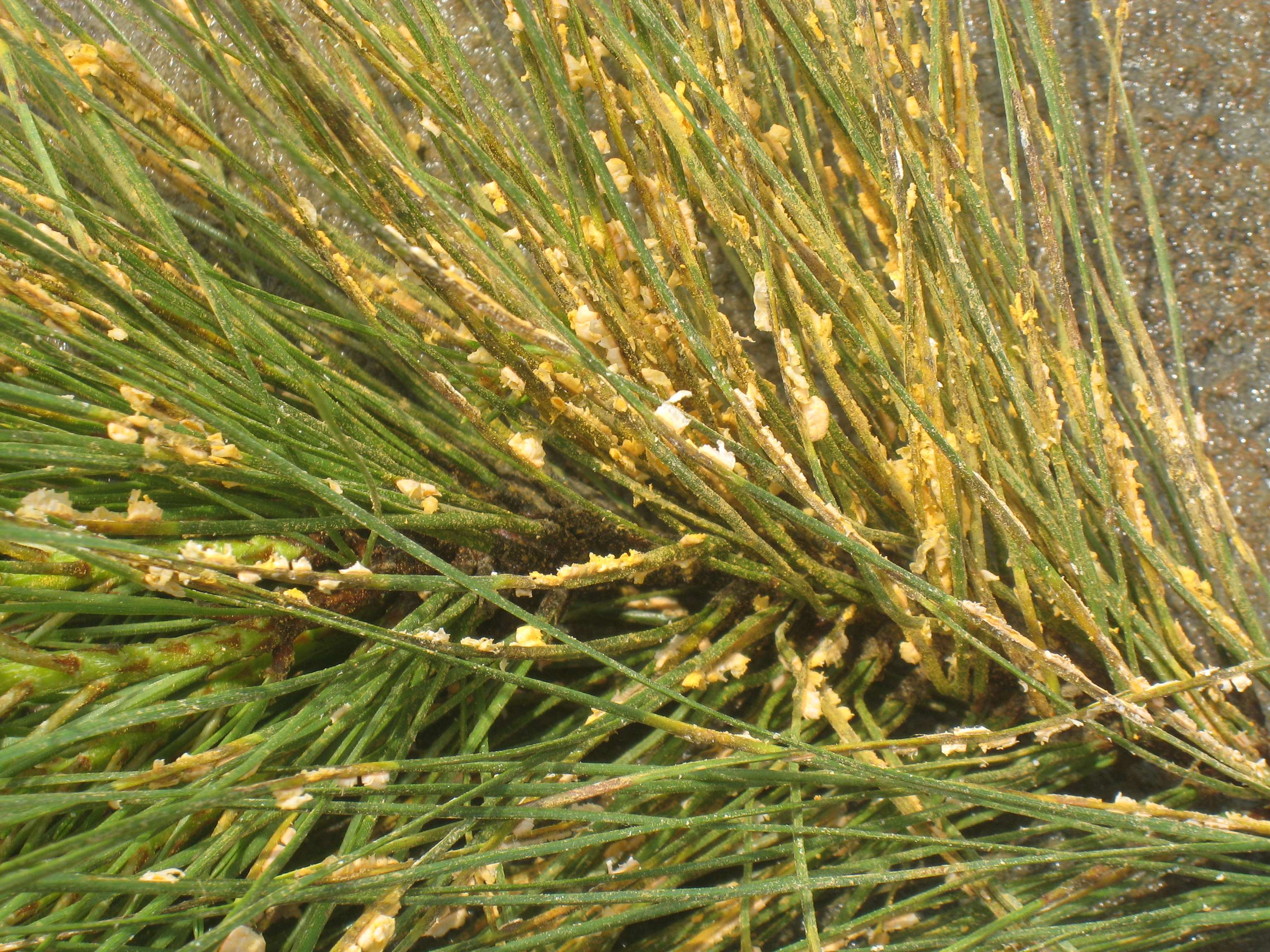 Pine Needle Rust