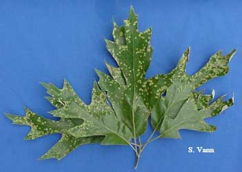 Leaf blister on an oak