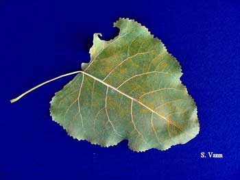 Leaf rust on cottonwood