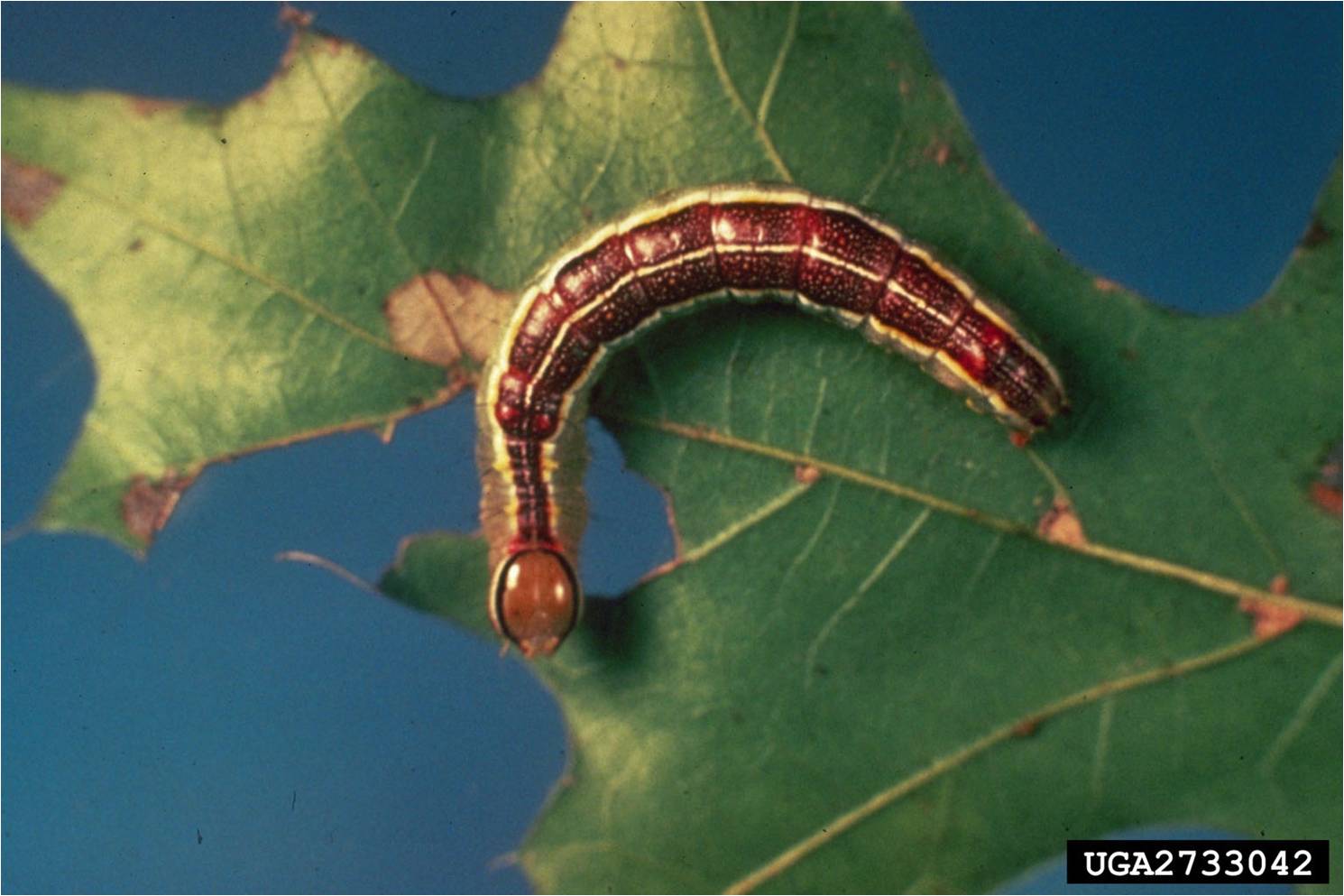 close up image of a caterpillar on an oak leaf