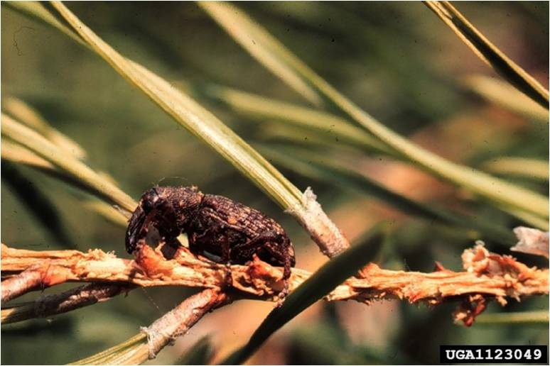 Pales Weevil