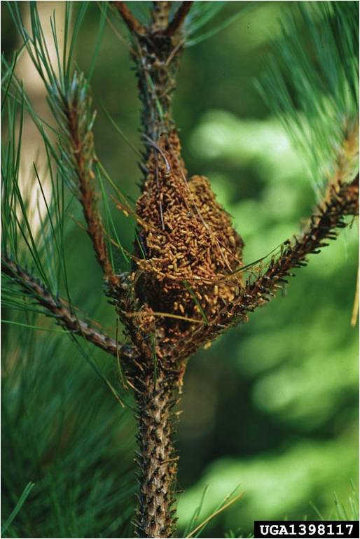 Pine Webworm
