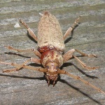 Red oak borer, a native insect