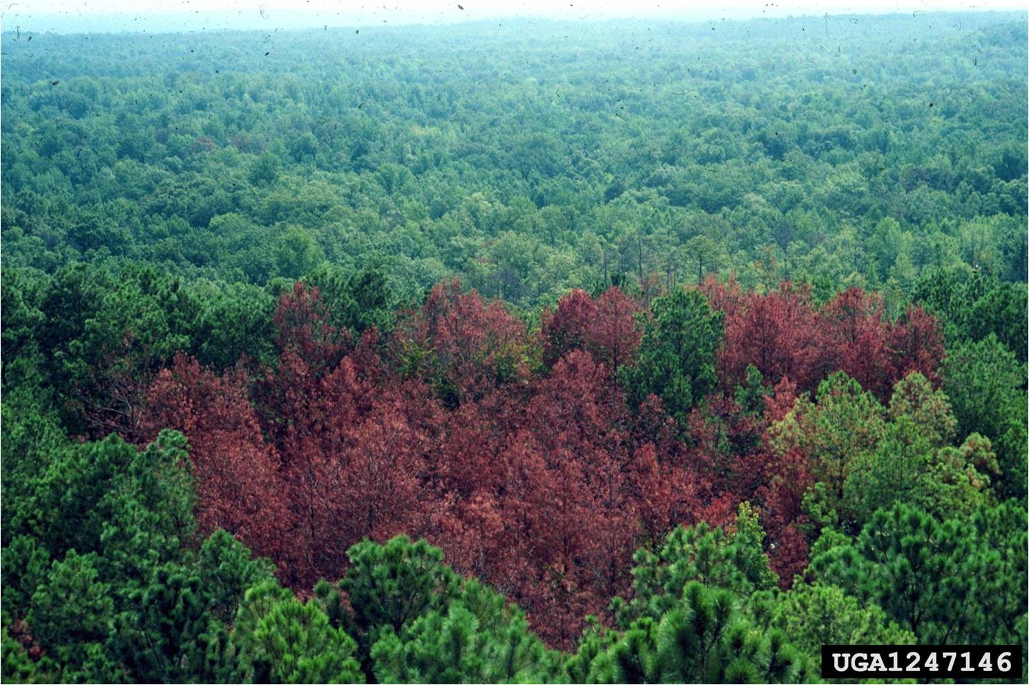 aerial view of damaged treetops